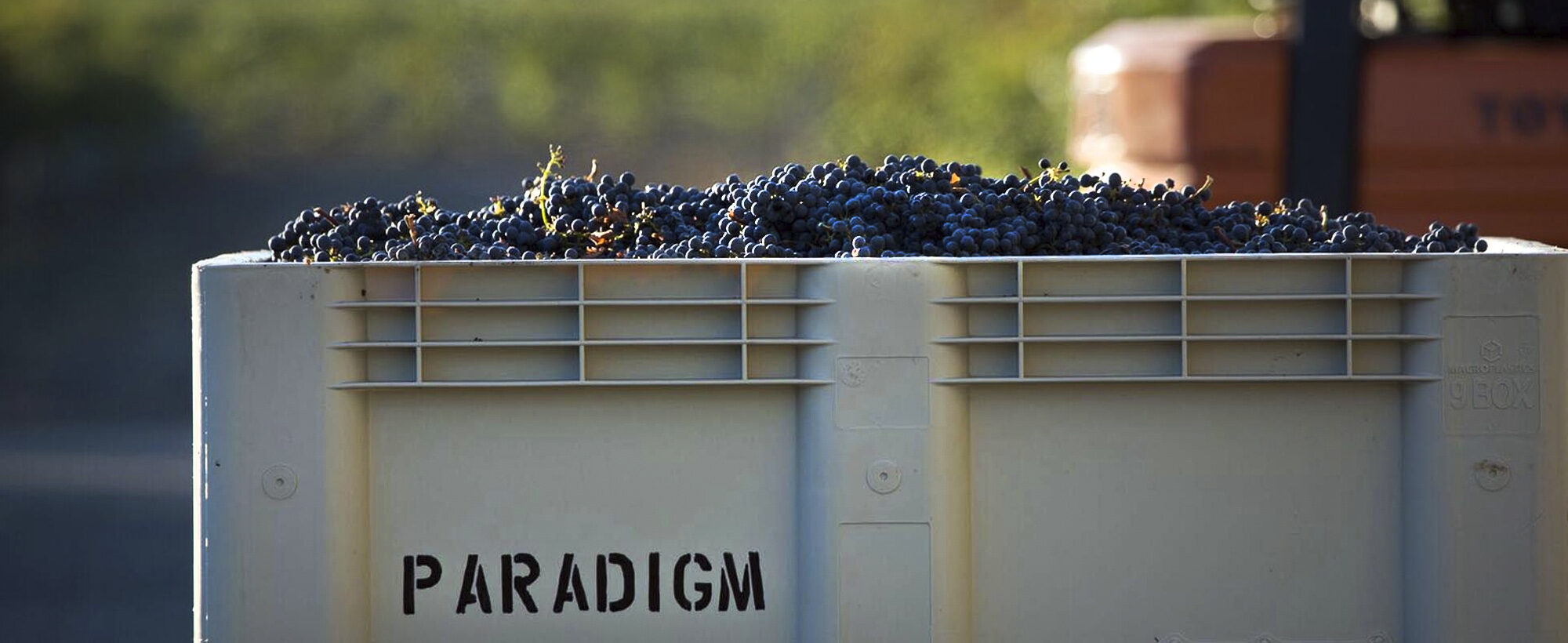 Brandkind Paradigm Website Wines